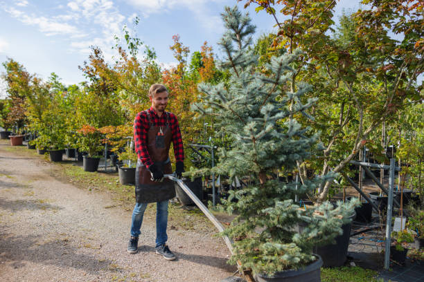 Professional Tree Removal and Landscaping Services in Alexandria, VA